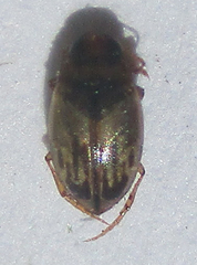Dytiscoidea