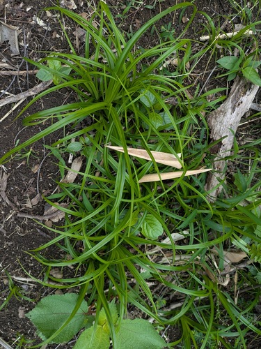 Carex wahuensis observed 2026-05-09