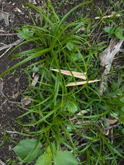 Carex wahuensis, photograph (c) Kevin Faccenda, some rights reserved (CC BY)