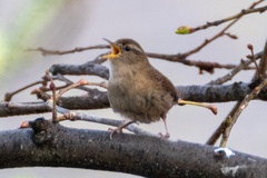 Troglodytes troglodytes