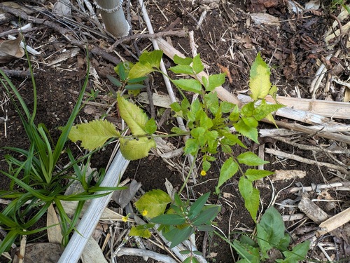 Bidens sandvicensis observed 2026-05-09