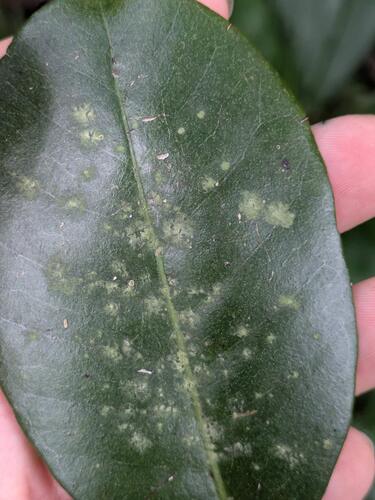 Byssoloma leucoblepharum observed 2026-05-09