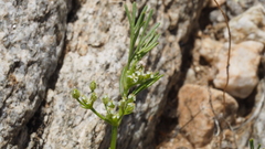 Spermolepis lateriflora