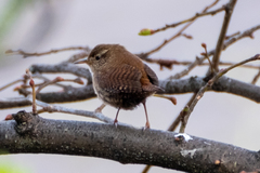 Troglodytes troglodytes