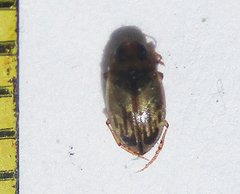 Dytiscoidea