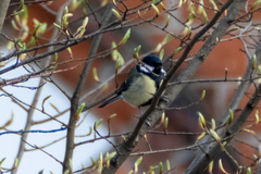 Parus major