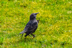 Sturnus vulgaris