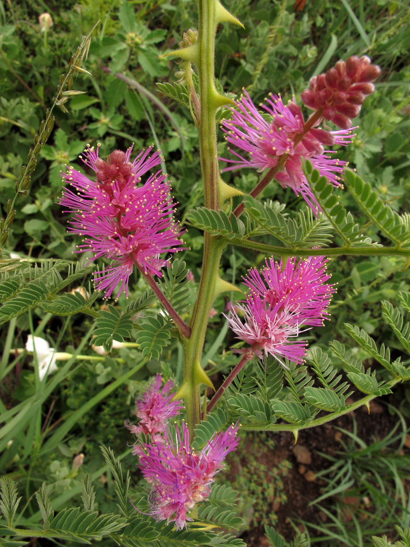 Mimosa dysocarpa