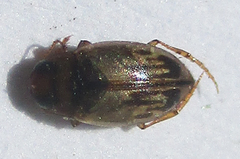 Dytiscoidea