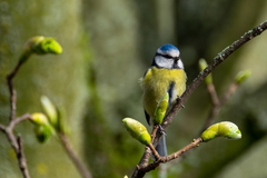 Cyanistes caeruleus