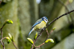 Cyanistes caeruleus