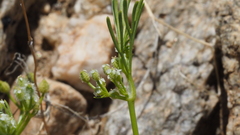 Spermolepis lateriflora