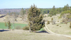 Juniperus communis communis