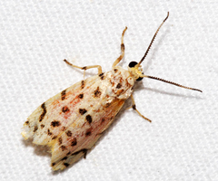 Epeiromulona icterinus