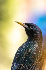 Sturnus vulgaris