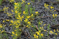 Physaria filiformis