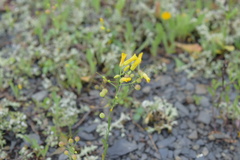Physaria filiformis