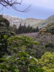 Juniperus bermudiana
