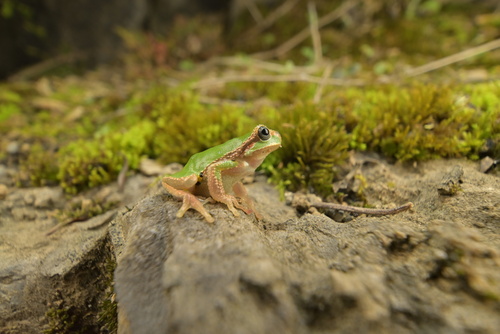 Jerdon's Tree Frog