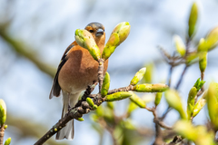 Fringilla coelebs