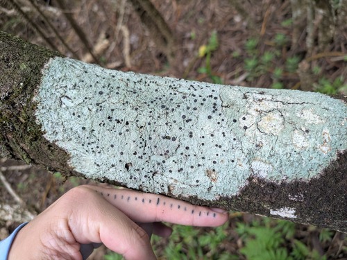 Megalospora, 2026-05-09