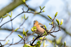 Fringilla coelebs