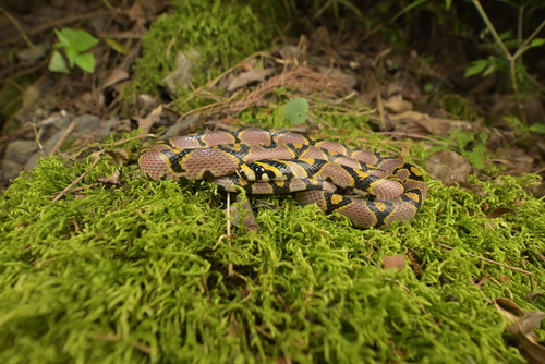 Mandarin Ratsnake