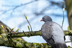 Columba palumbus