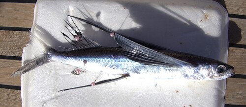 African flyingfish (Cheilopogon nigricans) — Exocoetidae — 5