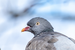 Columba palumbus