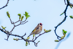 Carduelis carduelis