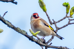 Carduelis carduelis