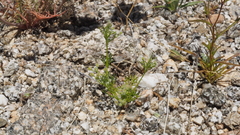 Spermolepis lateriflora
