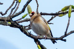 Carduelis carduelis