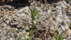 Spermolepis lateriflora