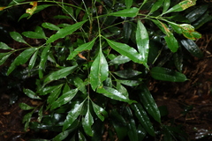 Alloxylon pinnatum, photograph (c) Greg Tasney, some rights reserved (CC BY-SA)