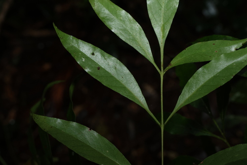 Alloxylon pinnatum, photograph 4