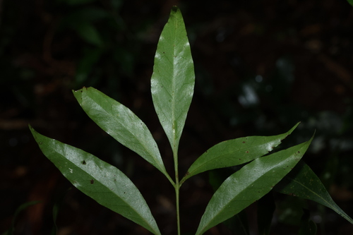 Alloxylon pinnatum, photograph 5
