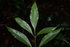 (c) Greg Tasney, some rights reserved (CC BY-SA) Alloxylon pinnatum, photograph (c) Greg Tasney, some rights reserved (CC BY-SA)