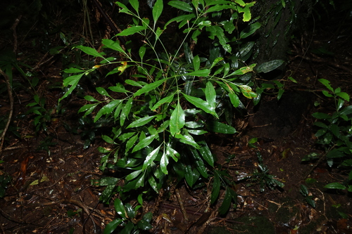 Alloxylon pinnatum, photograph 3