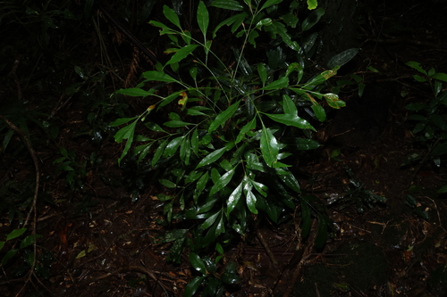 Alloxylon pinnatum, photograph 2