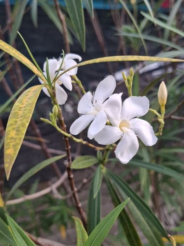 oleander