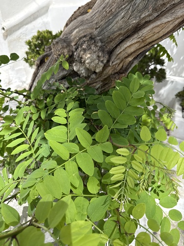 black locust