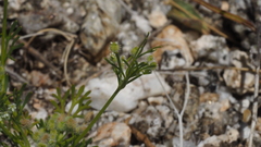 Spermolepis lateriflora