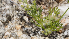 Spermolepis lateriflora