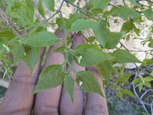Celtis tournefortii