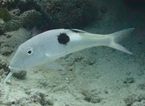 Sidespot Goatfish — seen at this dive site