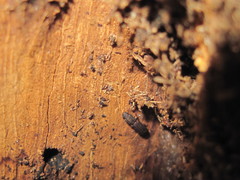 Zopheridae
