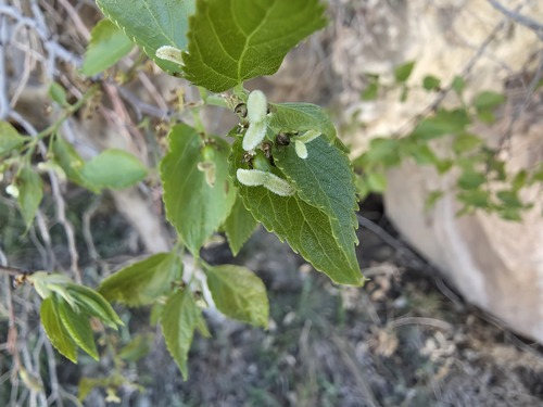 Celtis tournefortii, photograph 1