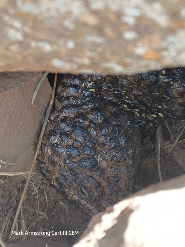 Shingleback